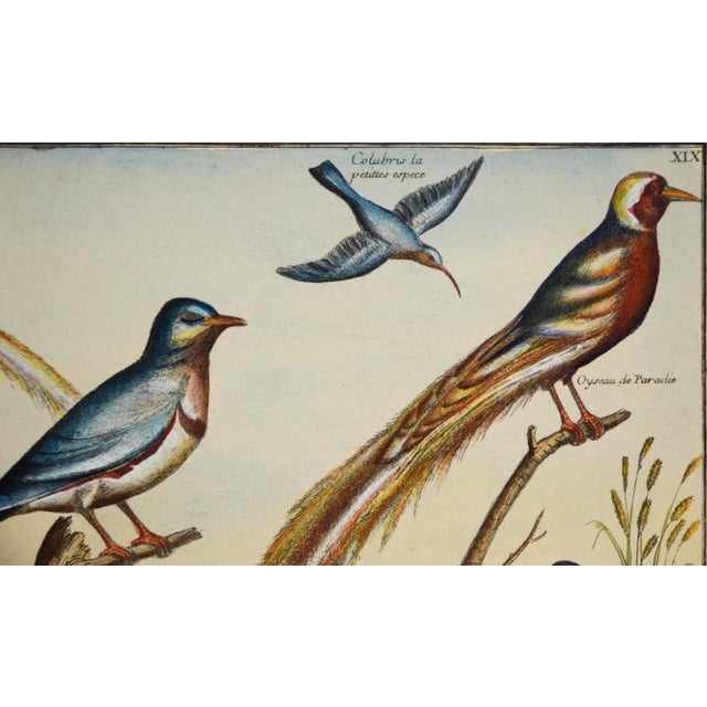 Late 20th Century "Collection of the Most Rare Birds" - Hand Watercolor Engraving by Nicolas Robert For Sale - Image 5 of 7