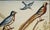 Late 20th Century "Collection of the Most Rare Birds" - Hand Watercolor Engraving by Nicolas Robert For Sale - Image 5 of 7
