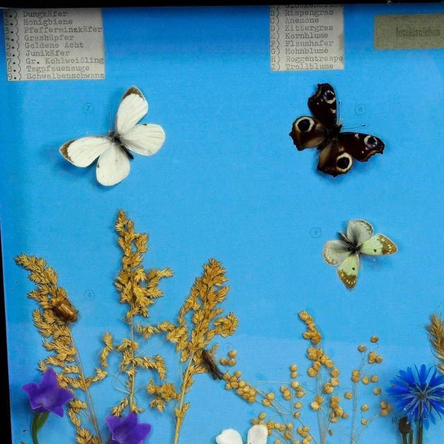 Great Vintage School Teaching Display of the Insects of the Grassland A vintage school teaching showcase with specimen...