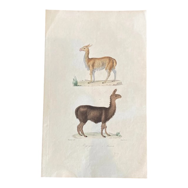 French Antique 18th Century "Lama" Animal Engraving Hand Colored Signed Artwork For Sale