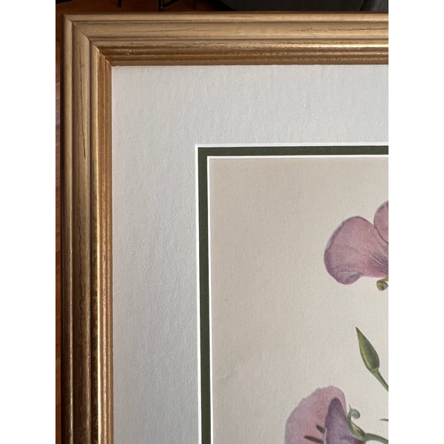 Vintage Botanical Set of 6 -Framed- Authentic Vintage 1953 Prints For Sale In Greensboro - Image 6 of 6