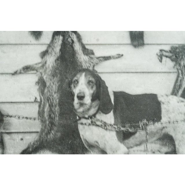 Nice Large Black and White Framed Antique Photograph Portrait Hunting Rustic Americana Dog Country Wall Decor For Sale - Image 9 of 14