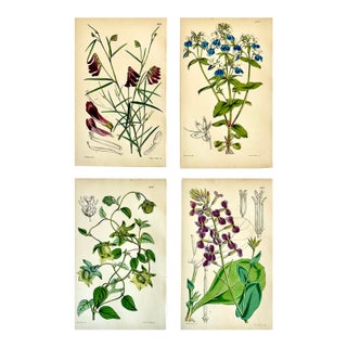 Orobus, Blue Eyed Mary, Ginseng & Honesty Botanical Engravings by William Curtis, 1856 (Set of 4) For Sale