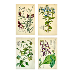 Orobus, Blue Eyed Mary, Ginseng & Honesty Botanical Engravings by William Curtis, 1856 (Set of 4)