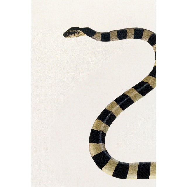 1782 Vintage Snake Art Print by Bhawani Das – Indian Natural History Wall Art - 8" X 12" For Sale In Buffalo - Image 6 of 10
