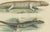 Bertuch, Lizards and Newts, 1800, Handcolored Engraving For Sale - Image 5 of 6
