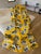 Famed Interior Designer Sheila Bridges Harlem Toile de Jouy print on linen in Yellow. Drapes are custom made never used....
