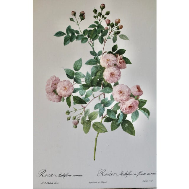 Vintage Lithographic Prints of Roses From Remond Paintings - A Pair. The prints are matted and unframed.