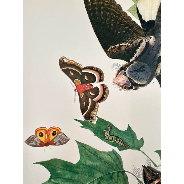 1960s 1964 Audubon Folio Lithograph Great Bird Paintings – “Whippoorwill” 17x14 For Sale - Image 5 of 7