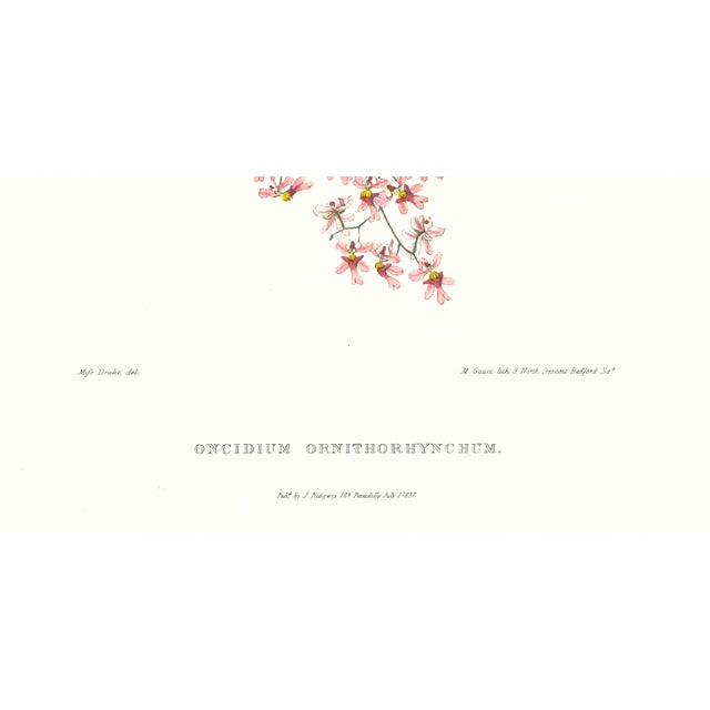 Realism Large 1973 Orchid Flower Lithograph "Oncidium Ornithorhyncum (Beaked Oncidium)" After James Bateman For Sale - Image 3 of 7