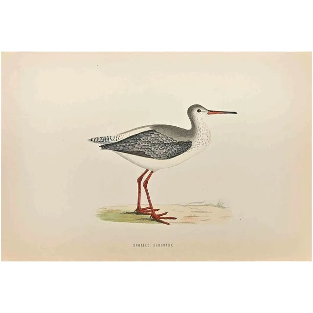 Spotted Redshank is a modern artwork realized in 1870 by the British artist Alexander Francis Lydon (1836-1917). Woodcut...