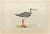Spotted Redshank is a modern artwork realized in 1870 by the British artist Alexander Francis Lydon (1836-1917). Woodcut...