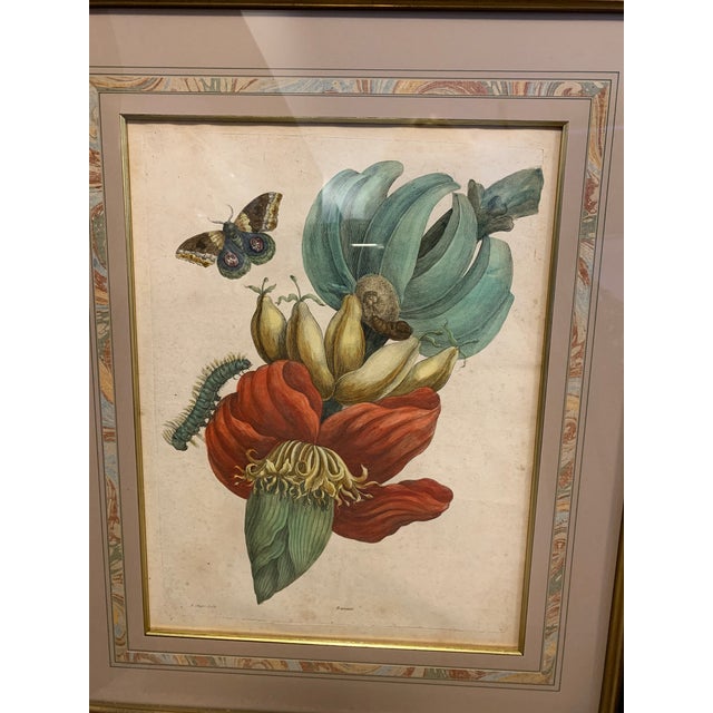 Early 18th Century Maria Sibylla Merian Insects of Surinam Hand-Colored Copper-Plate Engravings, Framed - Set of 8 For Sale - Image 4 of 13