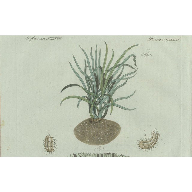 Paper Bertuch, Tiger Nut, 1800, Engraving For Sale - Image 7 of 9