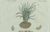 Paper Bertuch, Tiger Nut, 1800, Engraving For Sale - Image 7 of 9