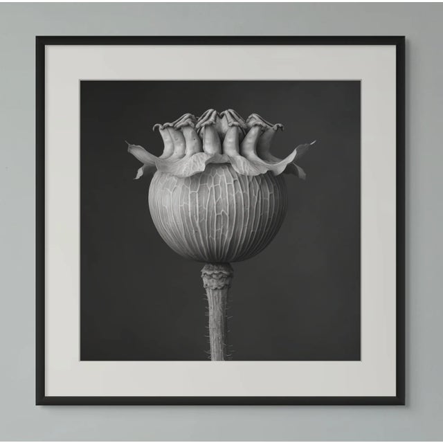 'Poppy Pod Head' No. 1 - Black and White Botanical Photography Print / Karl Blossfeldt For Sale - Image 4 of 5