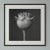 'Poppy Pod Head' No. 1 - Black and White Botanical Photography Print / Karl Blossfeldt For Sale - Image 4 of 5