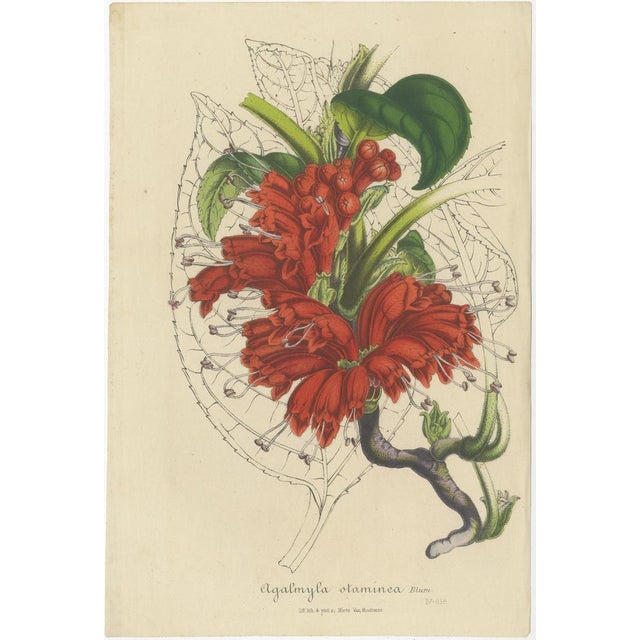 Curtis, Botanical Illustrations, 1847, Prints, Set of 3 For Sale - Image 4 of 6