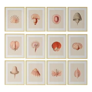 Set of 12 – Sea Forms | Sea Shells Natural History Fine Art Prints | Unframed For Sale