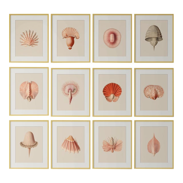 Set of 12 – Sea Forms | Sea Shells Natural History Fine Art Prints | Unframed For Sale