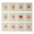 Set of 12 – Sea Forms | Sea Shells Natural History Fine Art Prints | Unframed For Sale
