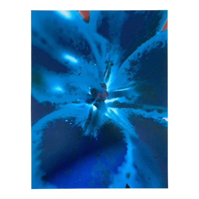 Jeffrey Rothstein, Flora Fauna Series Vintage Color Photograph Abstract Flower Fuji Crystal Photo c., 1998 For Sale