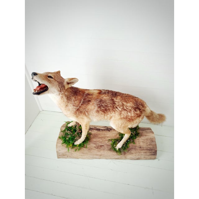 A striking vintage full-body howling coyote thoughtfully presented on a new handcrafted live-edge wood display base...