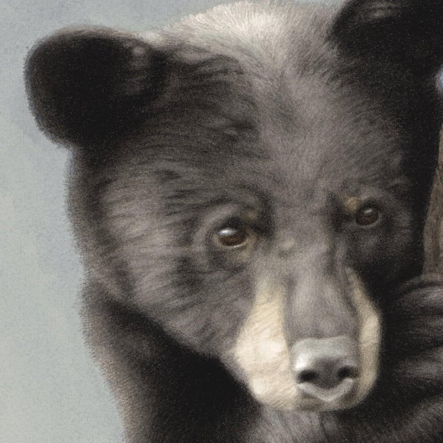 Contemporary Yearling Black Bear by Susan McDonnell | Watercolor and Gouache Bear Painting For Sale - Image 3 of 9