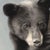 Contemporary Yearling Black Bear by Susan McDonnell | Watercolor and Gouache Bear Painting For Sale - Image 3 of 9