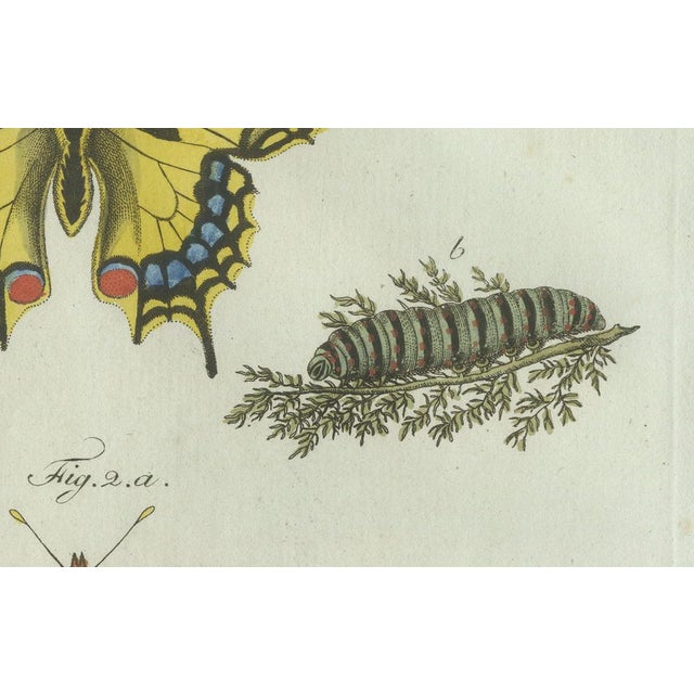 Bertuch, Swallowtail and Painted Lady Butterflies, 1800, Engraving For Sale - Image 4 of 10