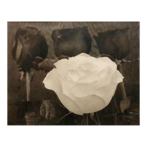 Tom FergusonDramatic White and Black Roses Platinum Palladium Print Photograph, 1996