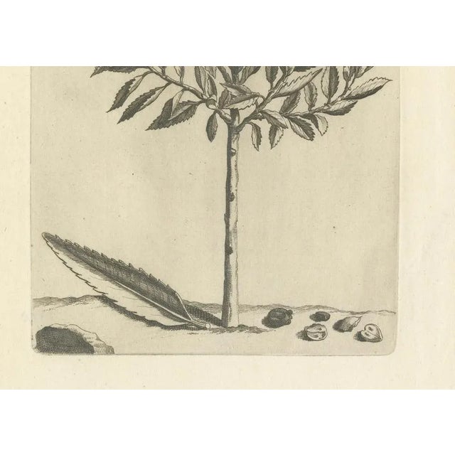 Commelin, African Alaternoids Lauri Serratae, 1706, Print For Sale - Image 4 of 11