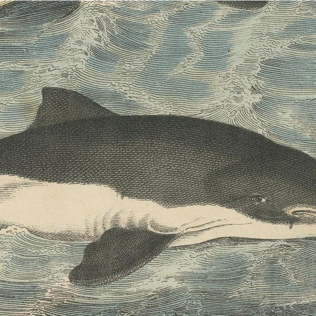 Carl Friedrich August, Sperm Whale with Porpoise and Seals, Kolb Mammals, 1890, Print For Sale - Image 9 of 12