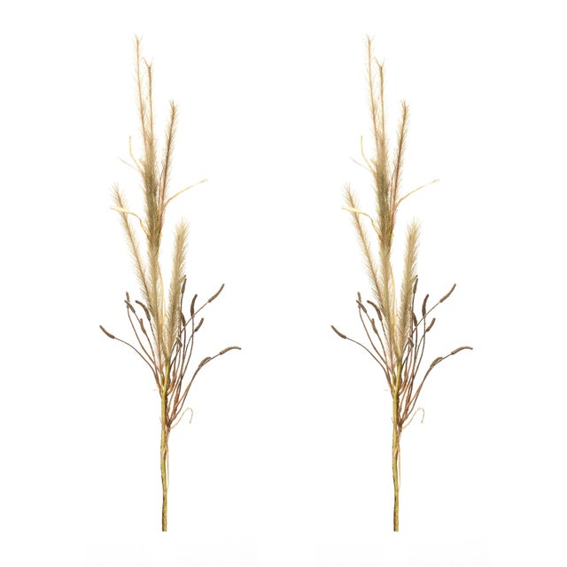 Rustic Foxtail Grass Spray (Set of 2) For Sale - Image 3 of 3