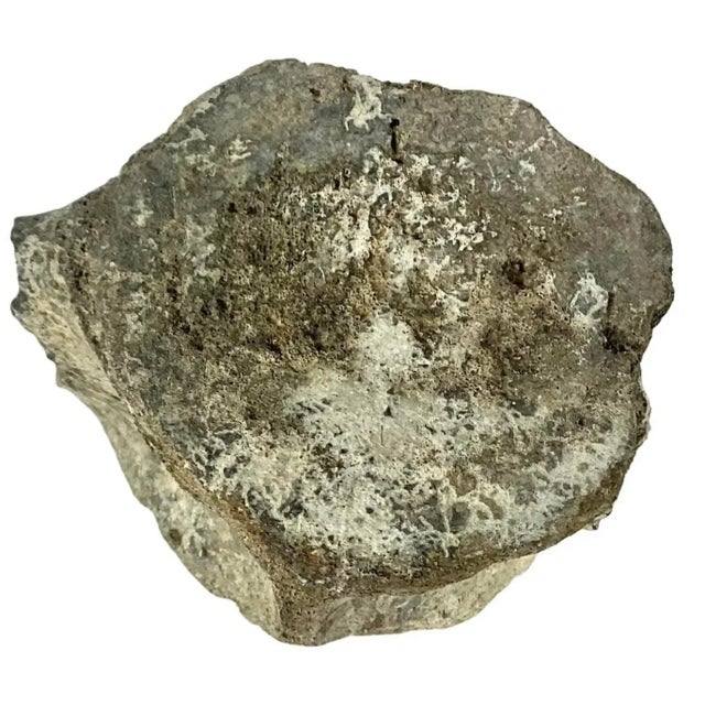 Antique Fossilized Whale Vertebrae #7 For Sale In Tampa - Image 6 of 9