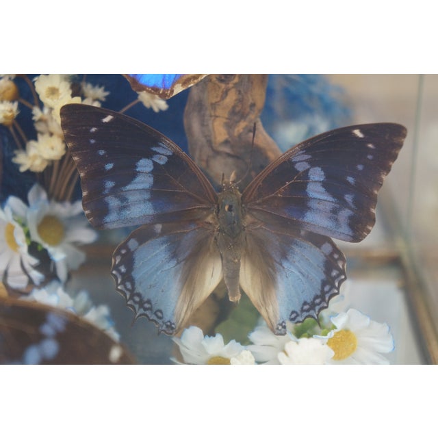 Animal Skin Vintage Floral Butterfly Taxidermy Apothecary Shadow Box Display Case Specimen For Sale - Image 7 of 13