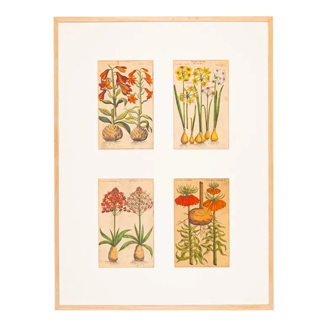 Botanical Drawings, 18th Century, Colored Copper Engraving For Sale