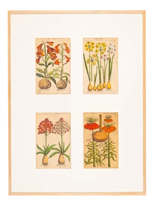 Botanical Drawings, 18th Century, Colored Copper Engraving