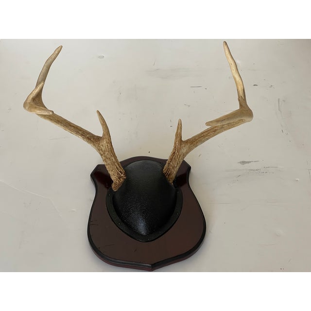 Antique Deer Antlers Trophy With Board For Sale - Image 4 of 5