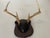 Antique Deer Antlers Trophy With Board For Sale - Image 4 of 5
