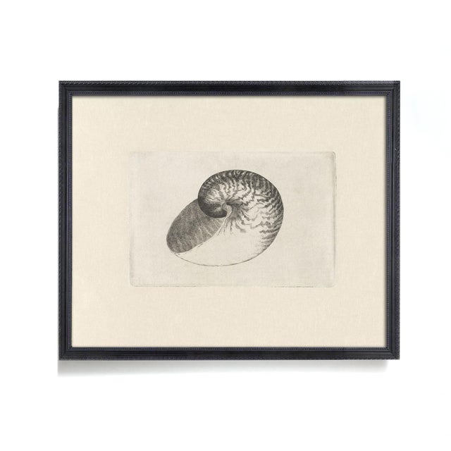 Antique Sea Shell Set of 6 - 11" X 14" Reproduction For Sale In Los Angeles - Image 6 of 12