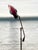 1950s Floor Lamp Attributed to Gerald Thurston For Sale - Image 12 of 12