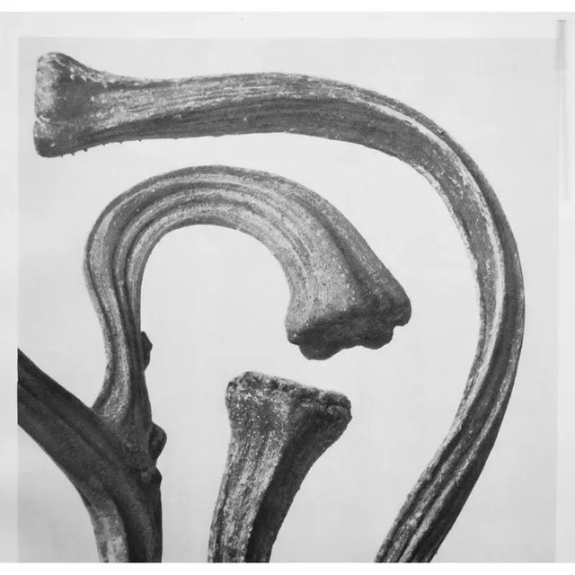 Contemporary 1935 Karl Blossfeldt Two-Sided Photogravure N23-24 For Sale - Image 3 of 13