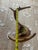 1948 Wall Hanging Vintage Antler Wall Hanging Plaque Mount With Velvet For Sale - Image 9 of 11