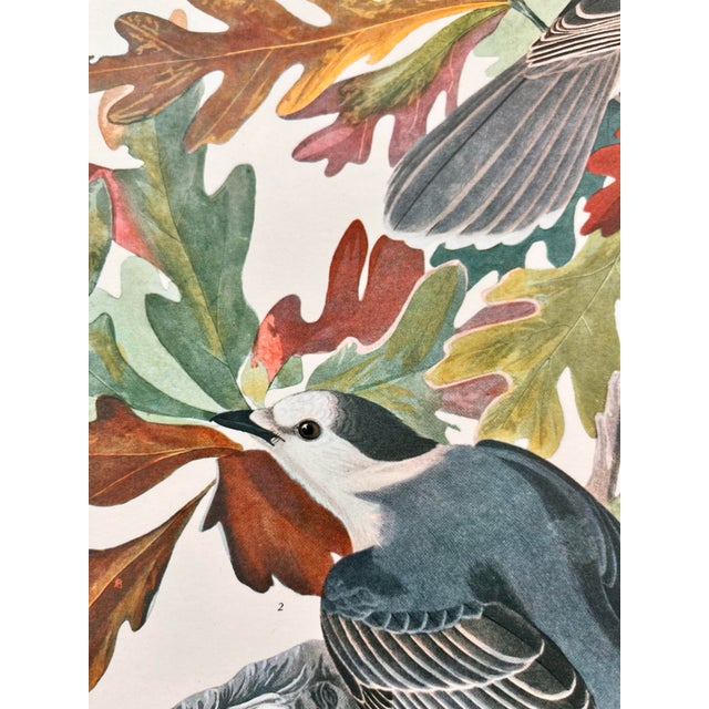 1964 Audubon Folio Lithograph Great Bird Paintings – “Canada Jay” 17x14 For Sale In New York - Image 6 of 7