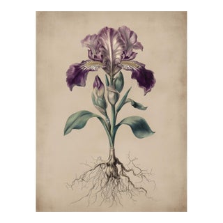 6" X 8" - Antique Botanical Study of 'Bowltube Iris' With Root System - Fine Art Print For Sale