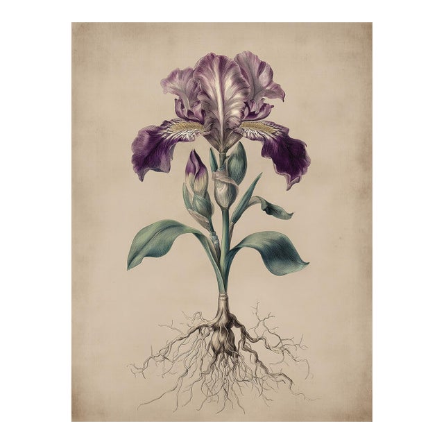 6" X 8" - Antique Botanical Study of 'Bowltube Iris' With Root System - Fine Art Print For Sale
