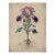 6" X 8" - Antique Botanical Study of 'Bowltube Iris' With Root System - Fine Art Print For Sale