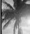 American Vintage Palm Tree Photograph in Palm Beach - 40" X 60" For Sale - Image 3 of 4