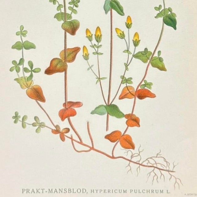 Green Set of 4 Antique Swedish Botanical Prints | Yellow & Green Wildflowers For Sale - Image 8 of 9